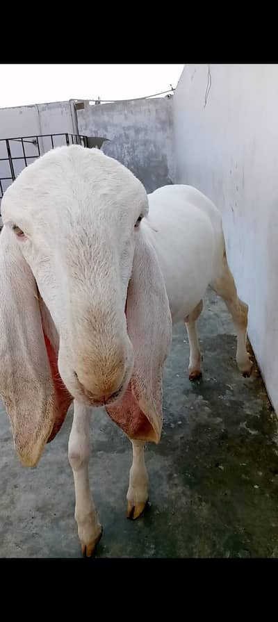 pure  makhi cheene and dumba for sell