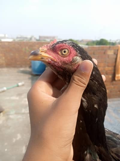 2 murgii in sell