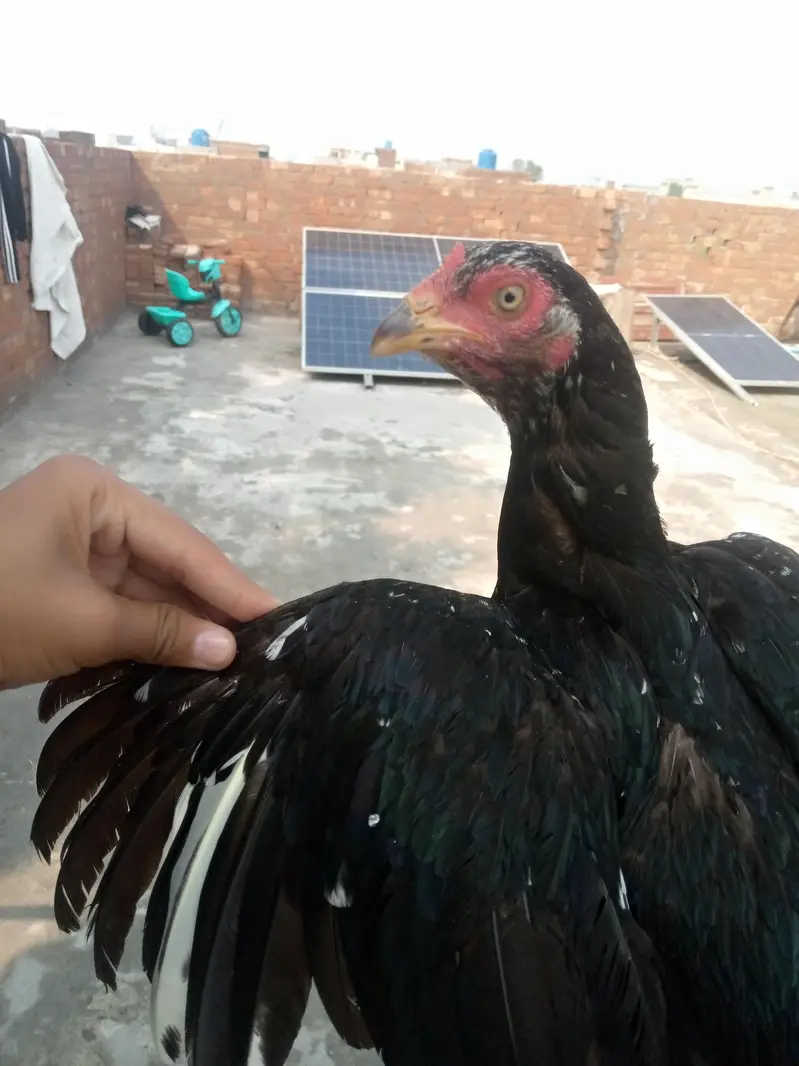 2 murgii in sell — photo 4