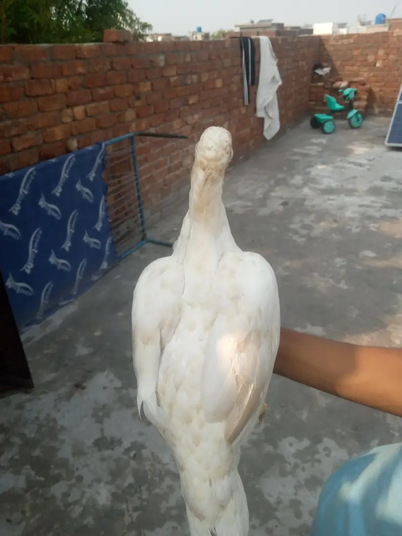 2 murgii in sell — photo 7
