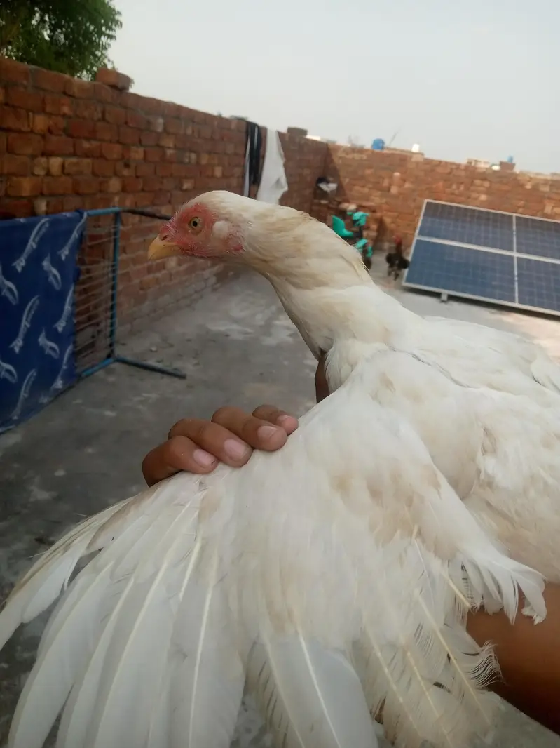 2 murgii in sell — photo 8