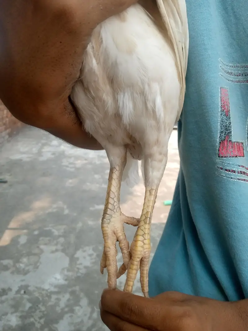 2 murgii in sell — photo 9