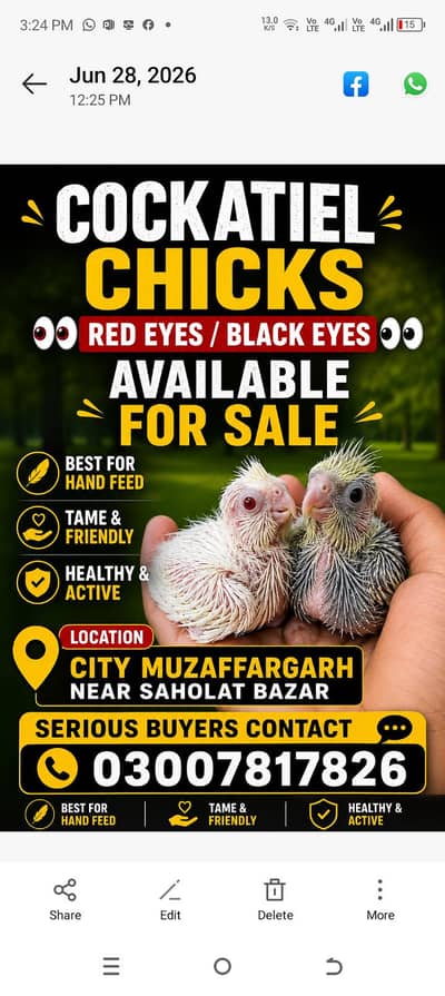 Quality Cockatiel chicks