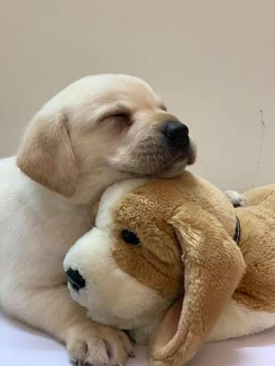 labrador puppy pedigree microchip 03014615555