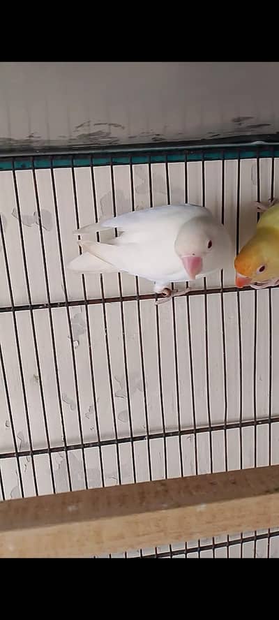 love bird Breeder pair