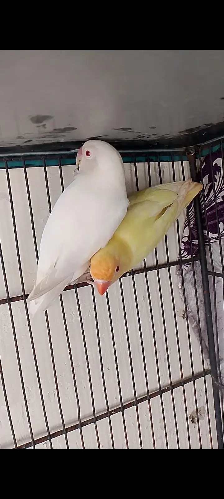 love bird Breeder pair — photo 2