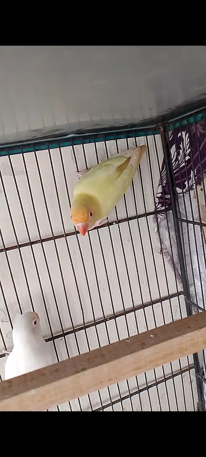 love bird Breeder pair — photo 3