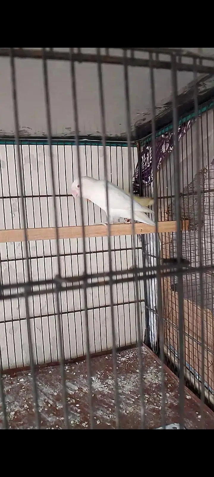 love bird Breeder pair — photo 4