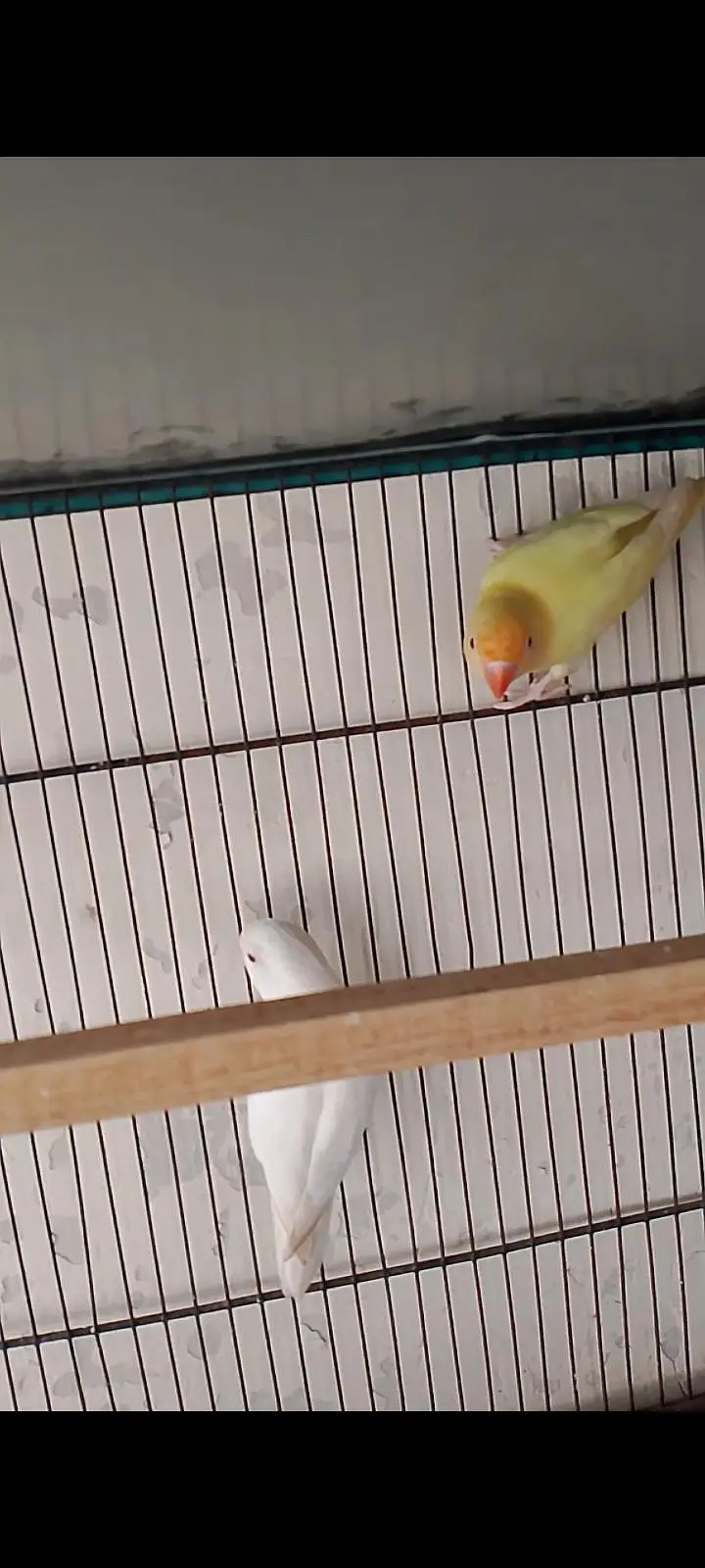 love bird Breeder pair — photo 5