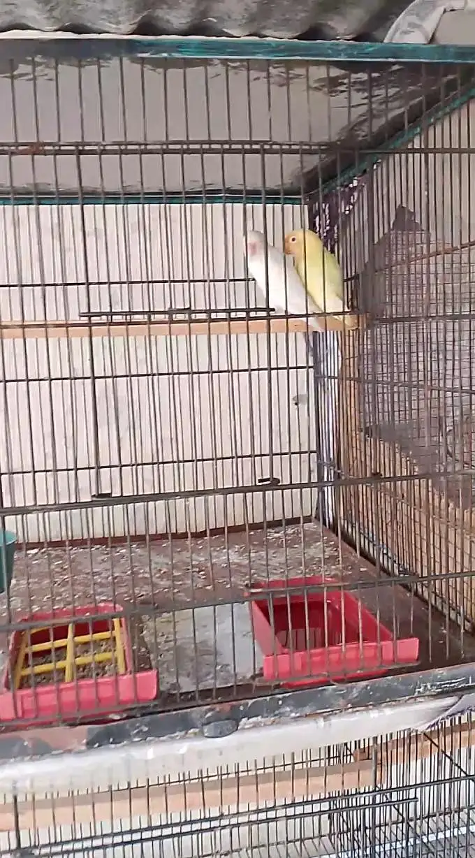 love bird Breeder pair — photo 6