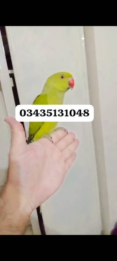 Green ringneck parrot handtame