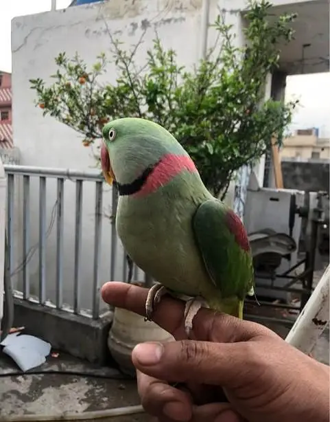 Kashmir Raw Parrot  handtam — photo 2