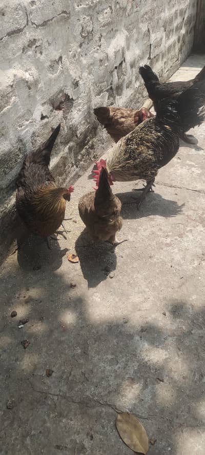 4 murgi 1 murga