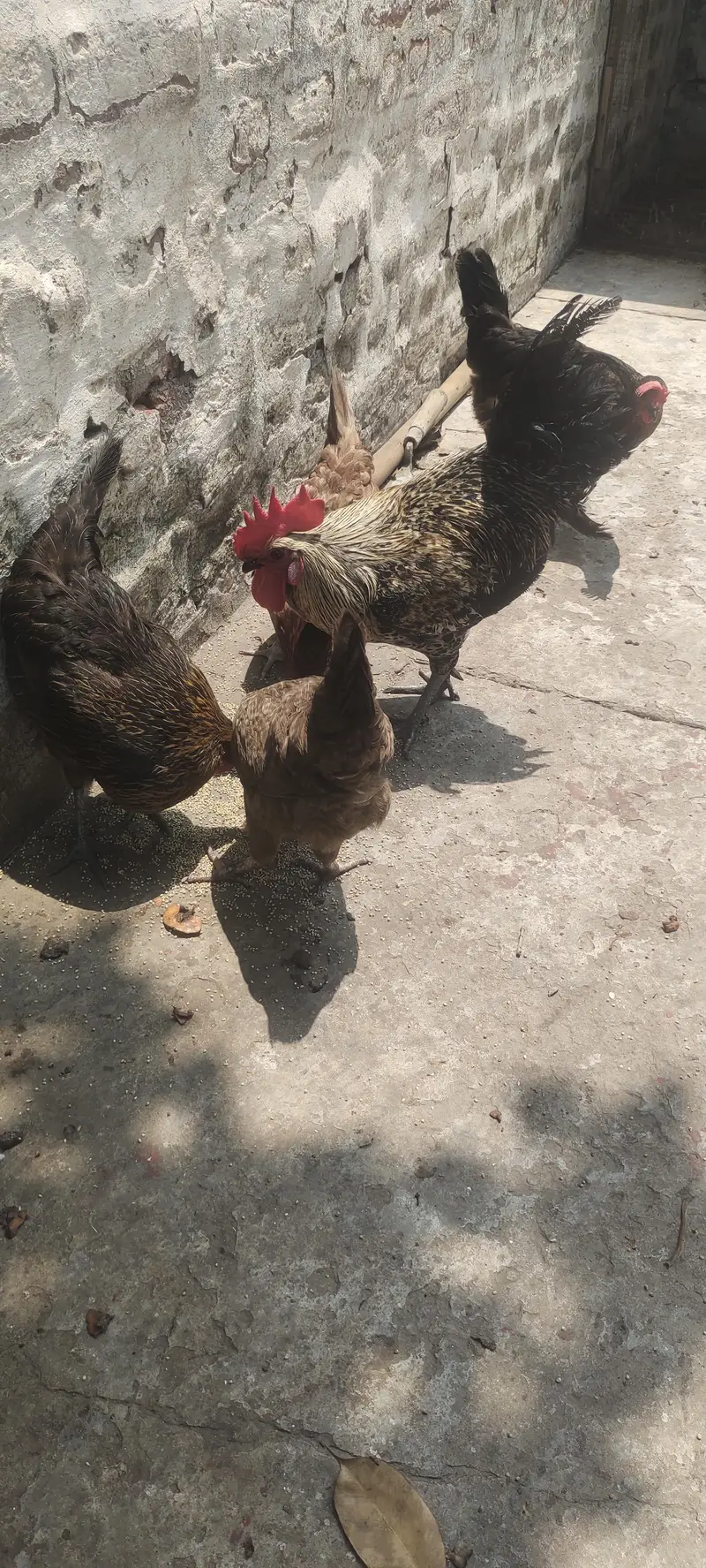 4 murgi 1 murga — photo 2