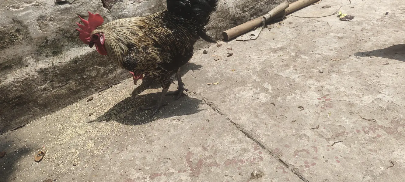 4 murgi 1 murga — photo 3