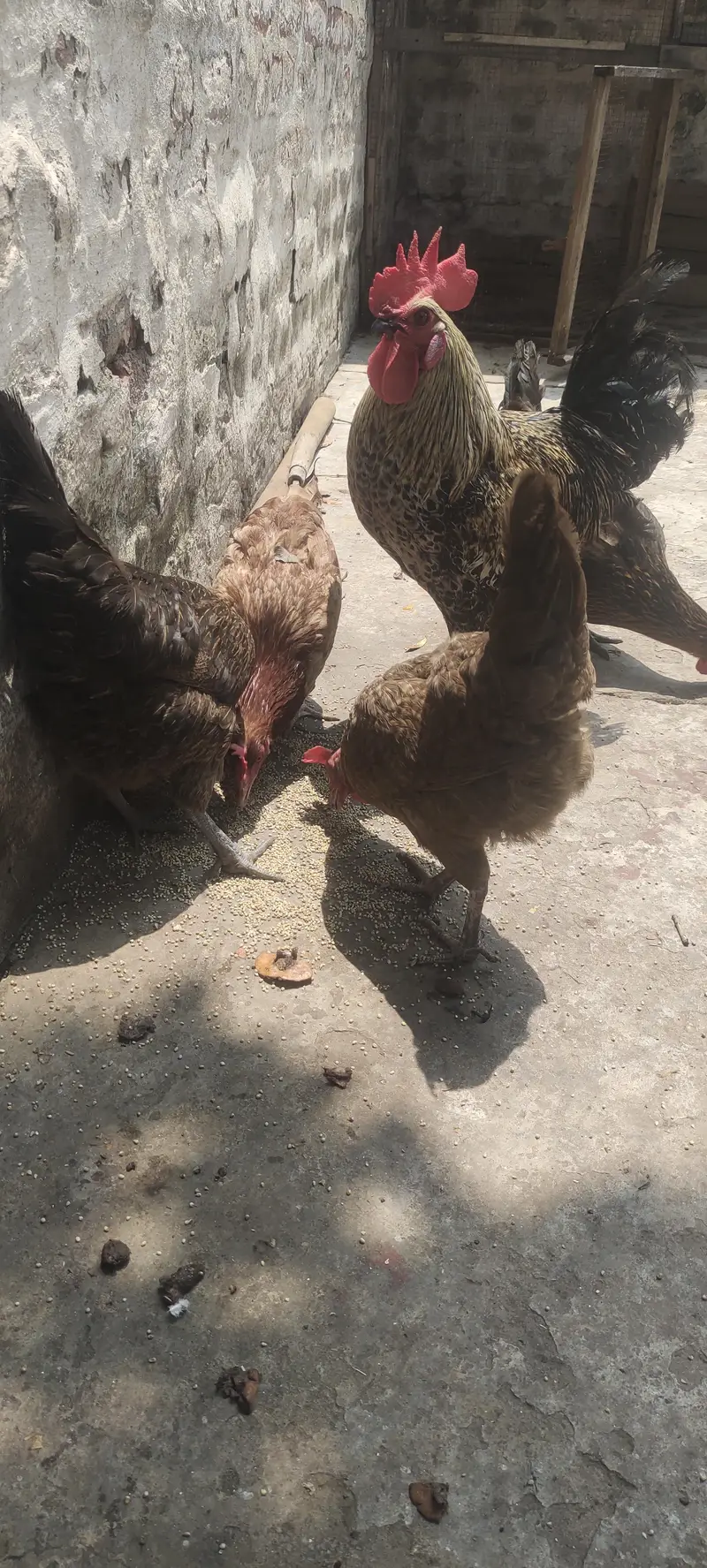4 murgi 1 murga — photo 4