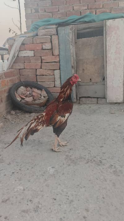 pure mianwali old blood line male  breeder available