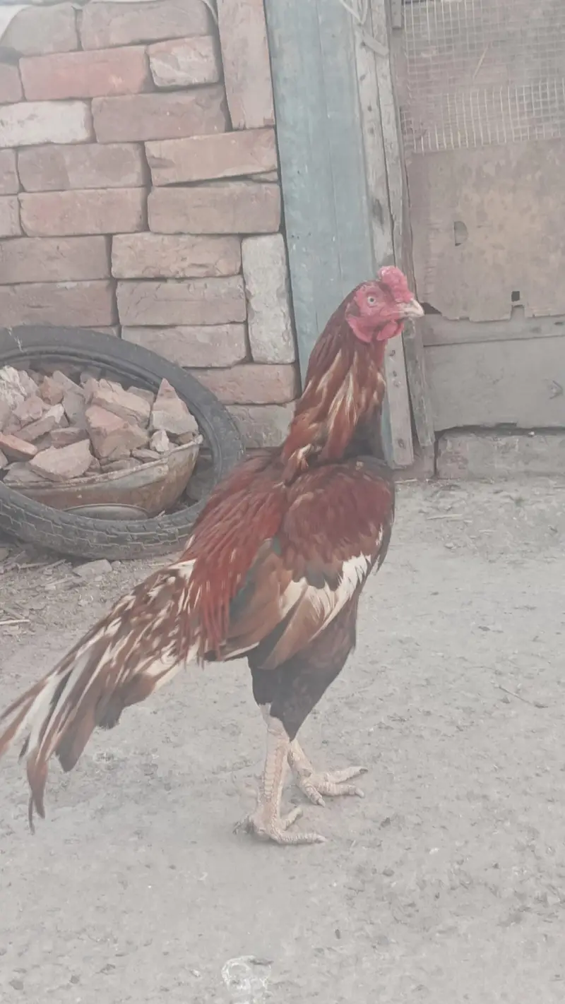 pure mianwali old blood line male  breeder available — photo 2