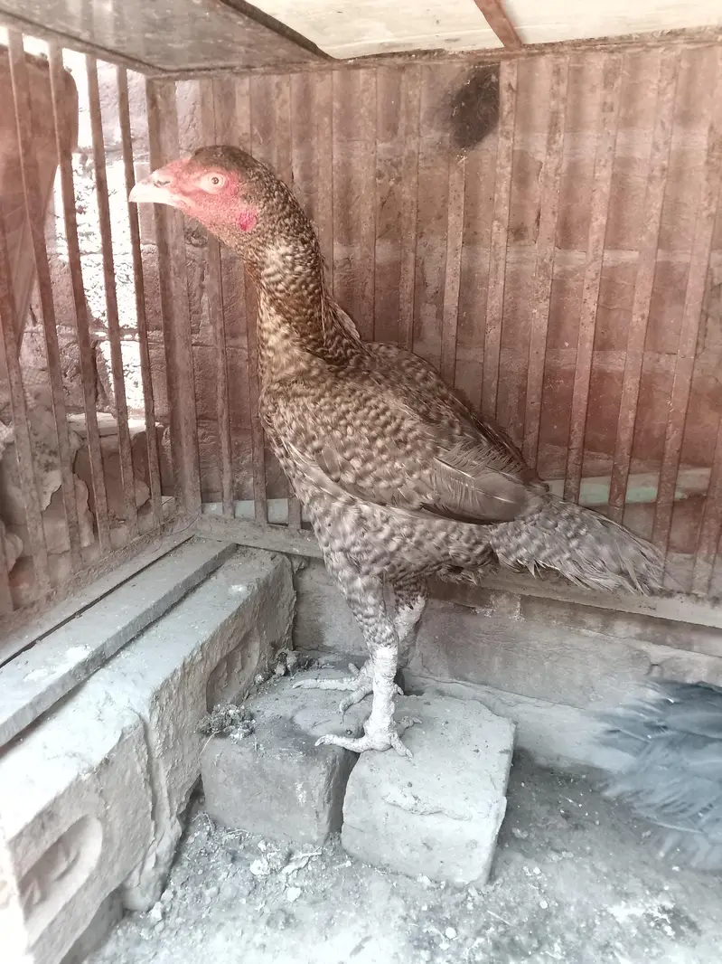 healthy aseel two pure hen and lay egg 03484853224 — photo 2