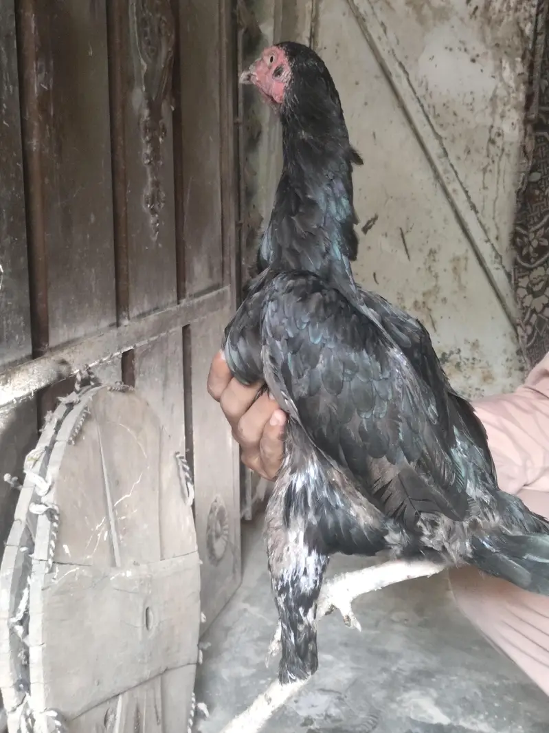 healthy aseel two pure hen and lay egg 03484853224 — photo 3