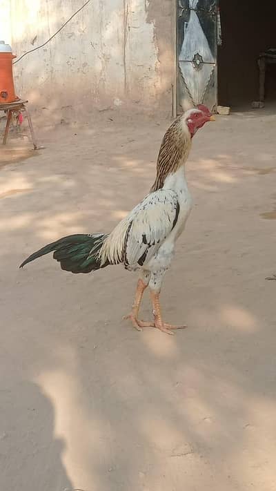 aseel Mianwali and Sindhi male