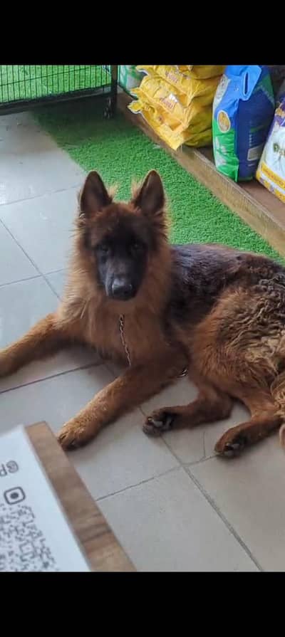 Pink Pedigree Young German Shepherd male
