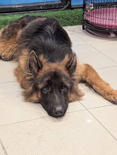 Pink Pedigree Young German Shepherd male