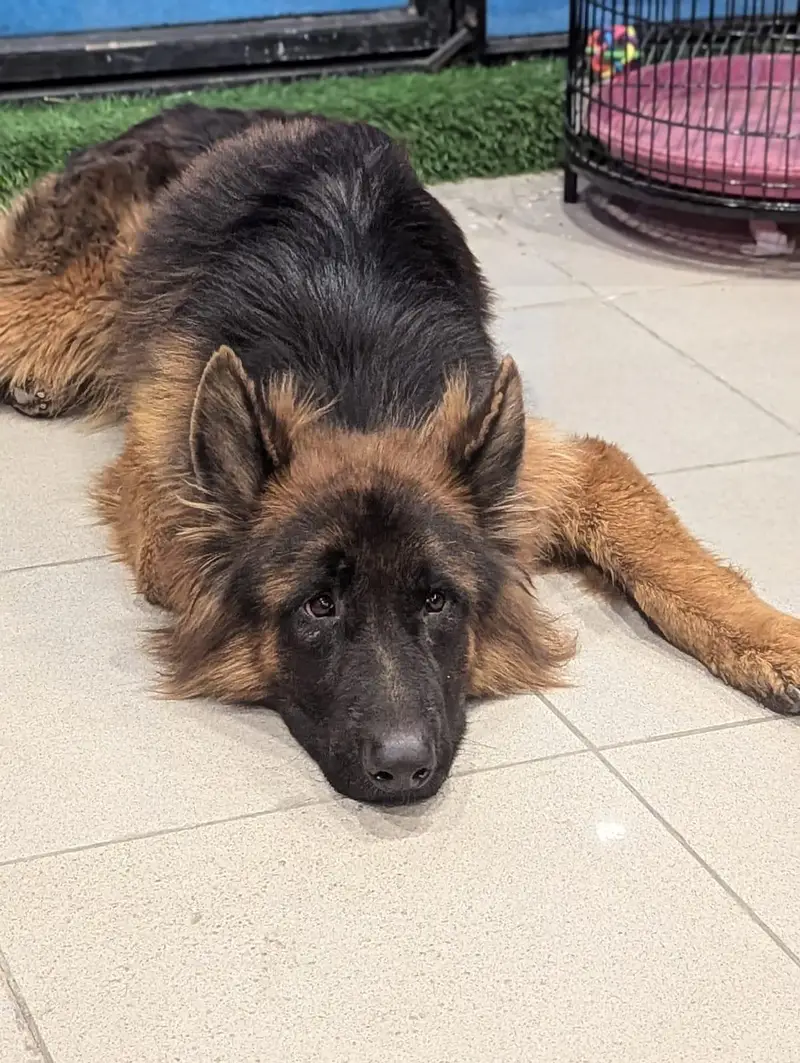 Pink Pedigree Young German Shepherd male — photo 2