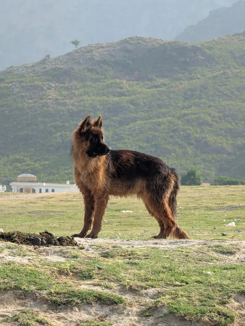 Pink Pedigree Young German Shepherd male — photo 3