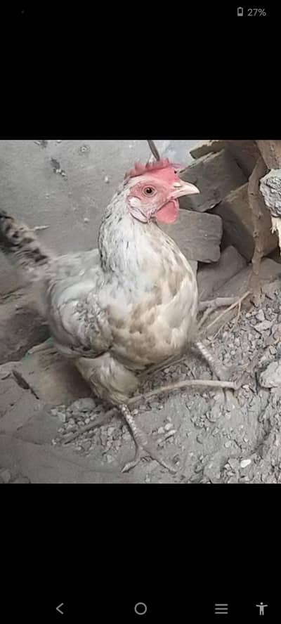 Hens for sale