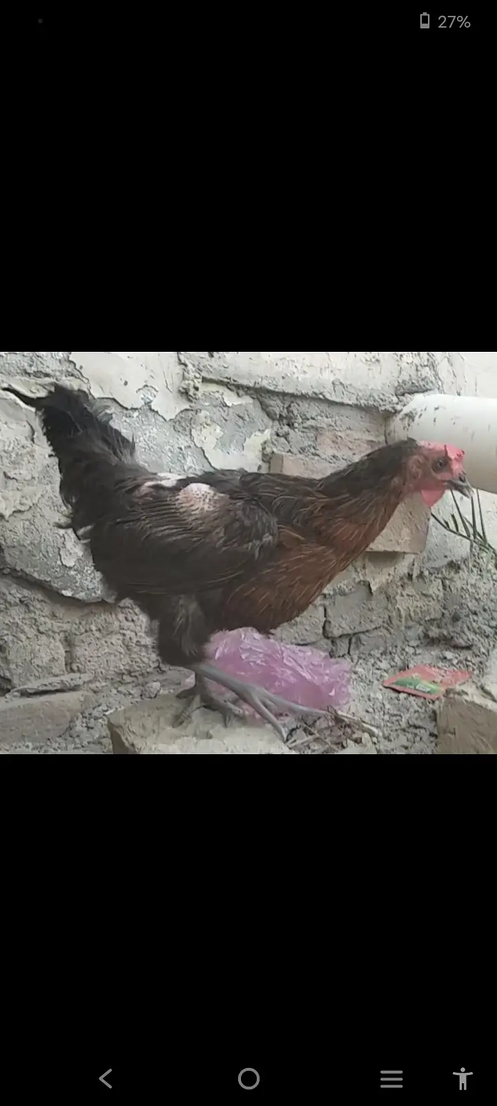 Hens for sale — photo 2