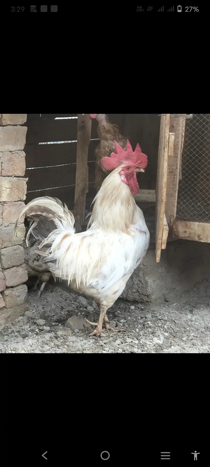 Hens for sale — photo 3
