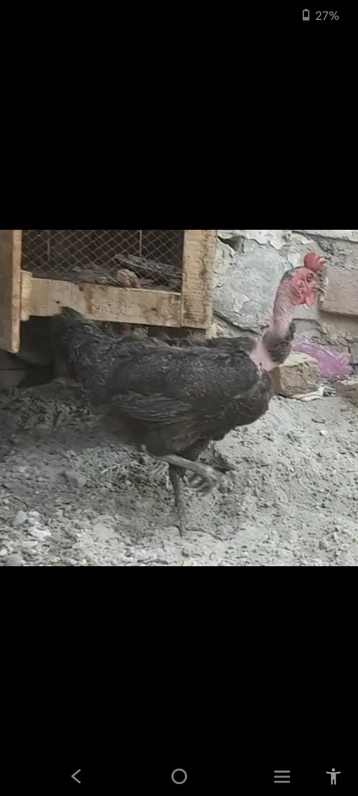 Hens for sale — photo 4