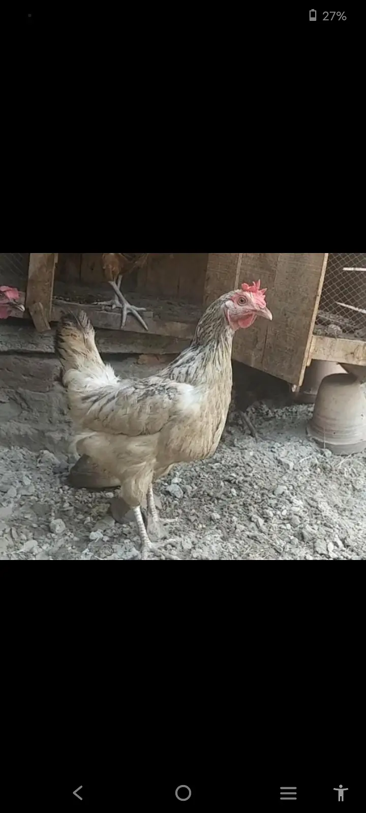 Hens for sale — photo 5