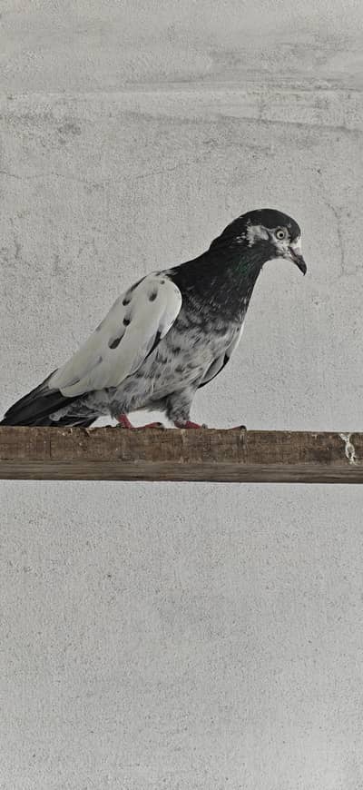 1 pair for sale tade female forzpuri male