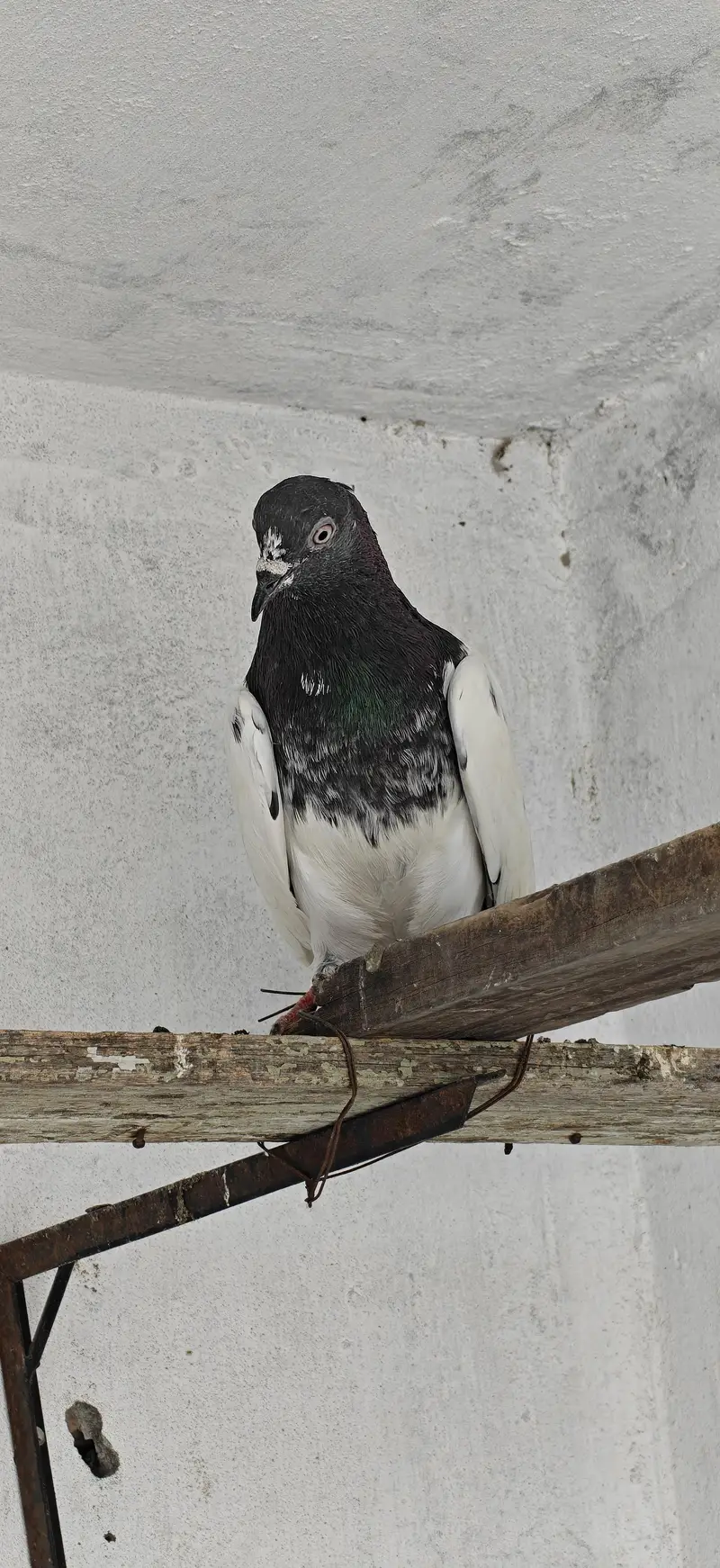 1 pair for sale tade female forzpuri male — photo 3