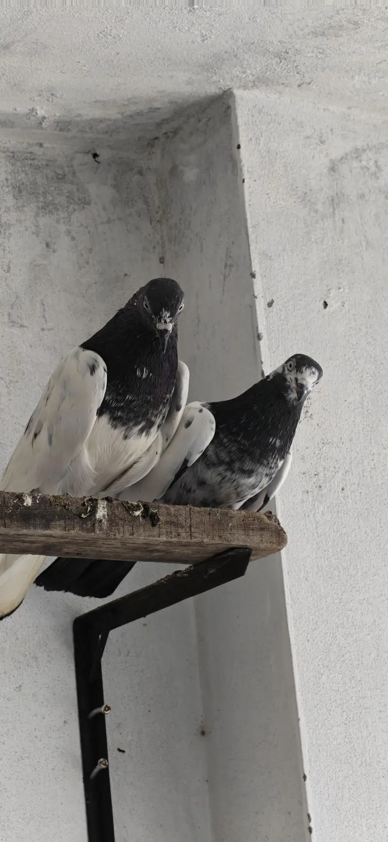 1 pair for sale tade female forzpuri male — photo 4