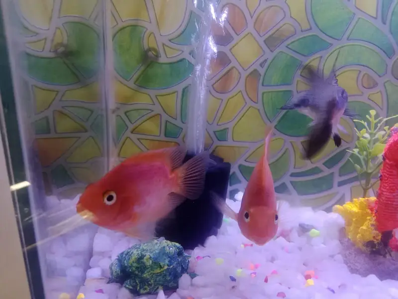 Aquarium  with 1 shark and 1 pair other fish theye  are breeding