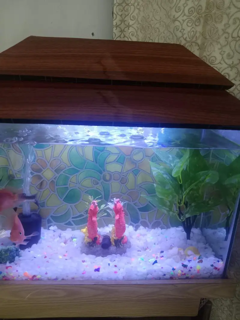 Aquarium  with 1 shark and 1 pair other fish theye  are breeding — photo 2