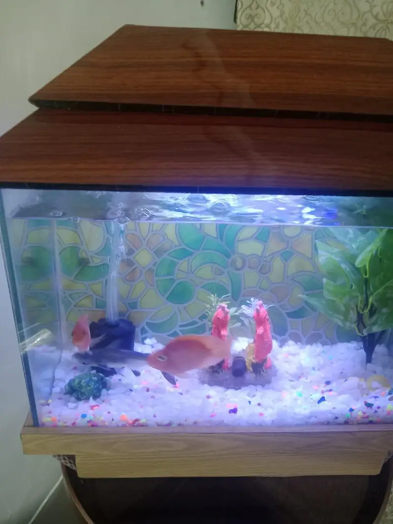 Aquarium  with 1 shark and 1 pair other fish theye  are breeding — photo 3