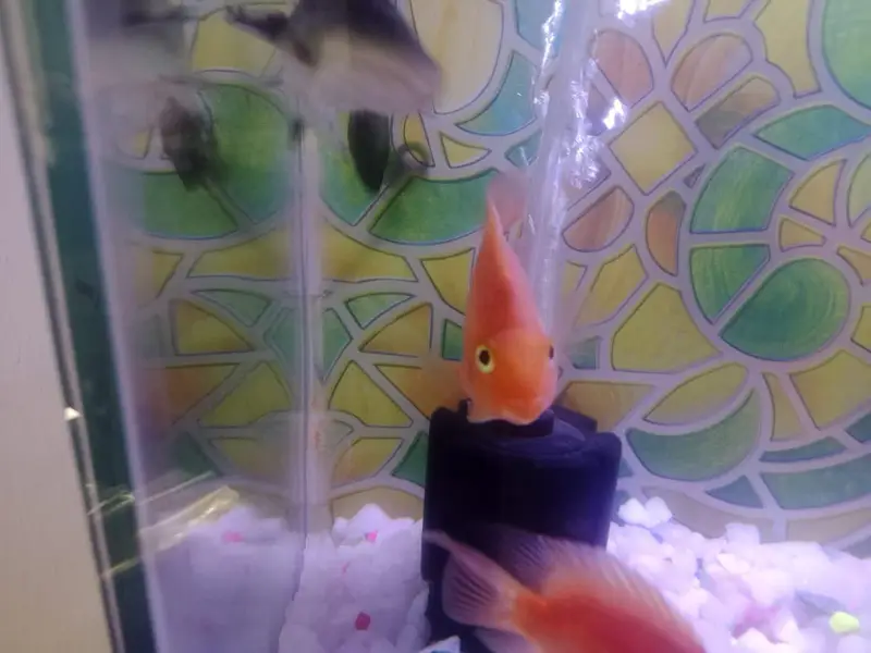 Aquarium  with 1 shark and 1 pair other fish theye  are breeding — photo 4