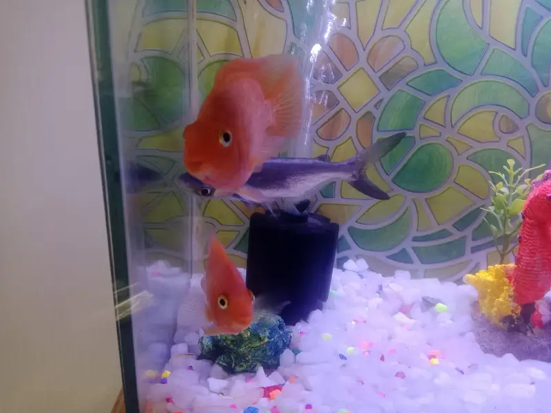 Aquarium  with 1 shark and 1 pair other fish theye  are breeding — photo 5