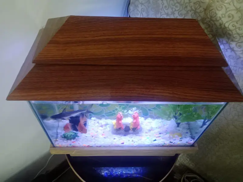 Aquarium  with 1 shark and 1 pair other fish theye  are breeding — photo 6