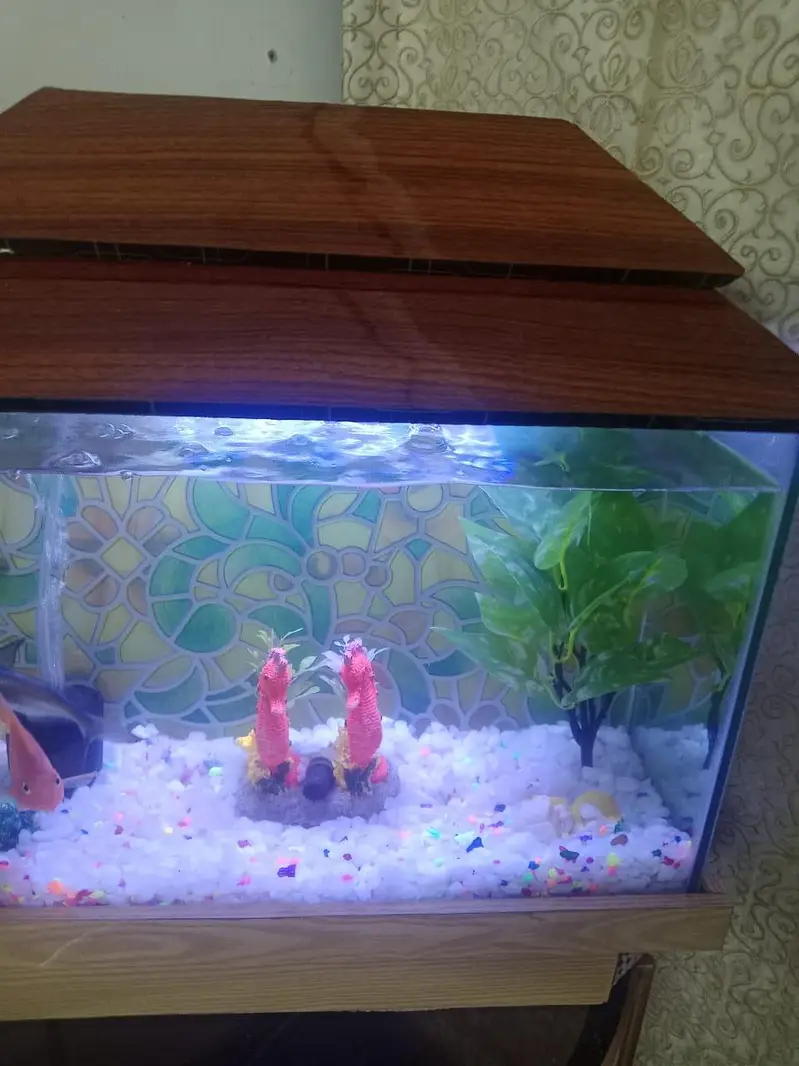 Aquarium  with 1 shark and 1 pair other fish theye  are breeding — photo 7
