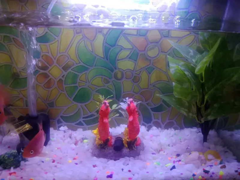 Aquarium  with 1 shark and 1 pair other fish theye  are breeding — photo 8