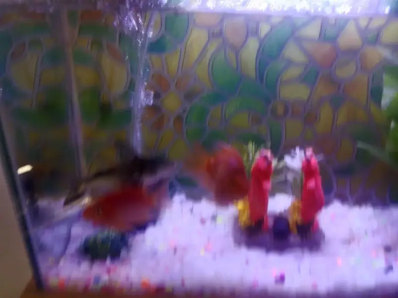 Aquarium  with 1 shark and 1 pair other fish theye  are breeding — photo 9