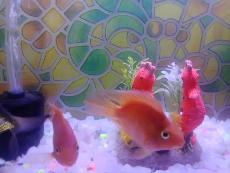 Aquarium  with 1 shark and 1 pair other fish theye  are breeding — photo 10