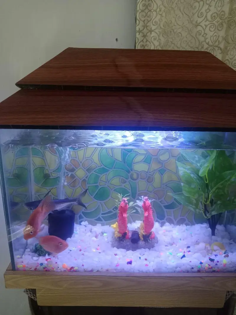 Aquarium  with 1 shark and 1 pair other fish theye  are breeding — photo 12