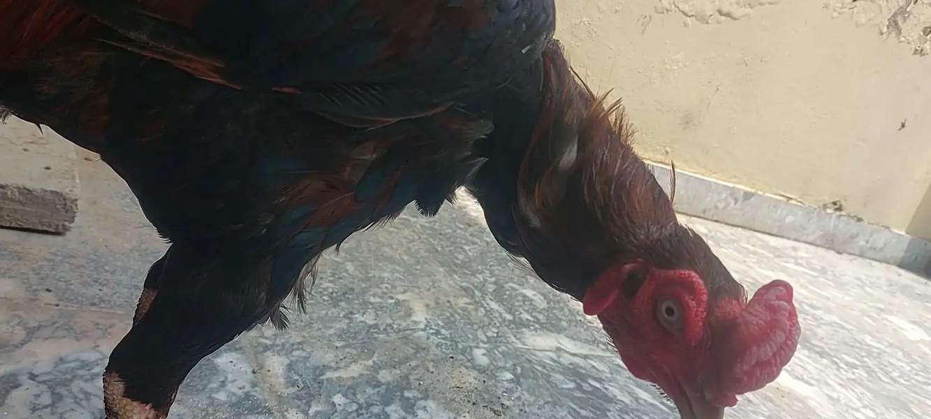 Aseel Murga and Murg2 — photo 2
