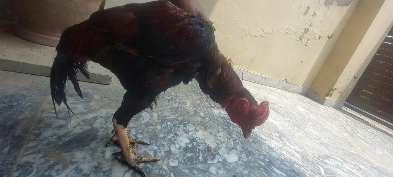 Aseel Murga and Murg2 — photo 3